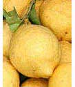 Amalfi Coast lemons