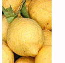 Amalfi Coast lemons